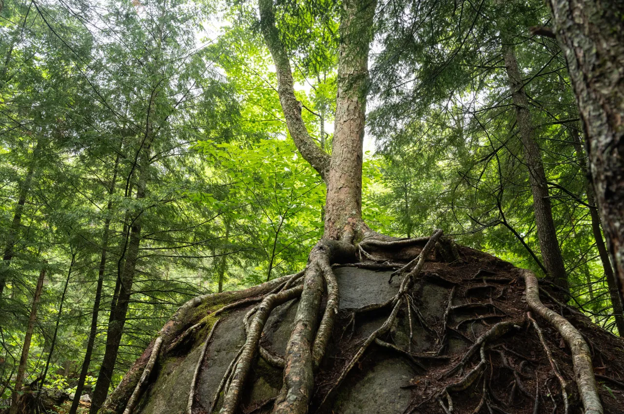 Tree roots covering a large boulder.