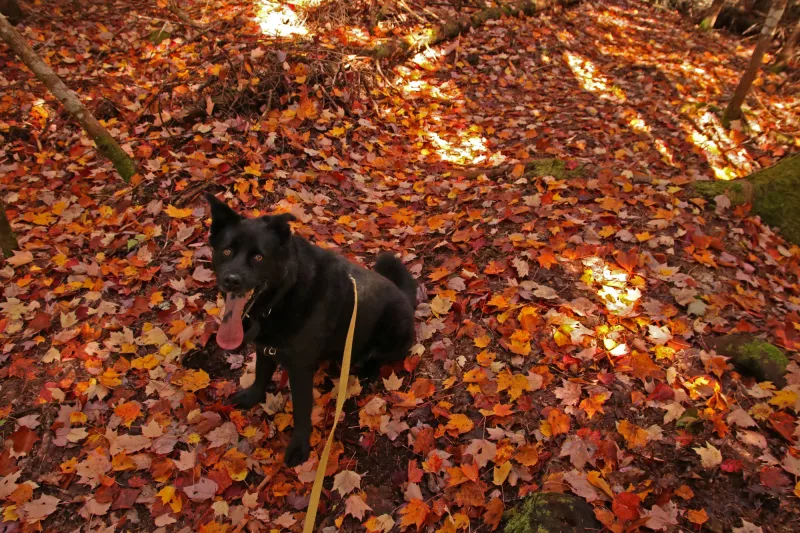 A large, black dog sits happily in fallen red leaves