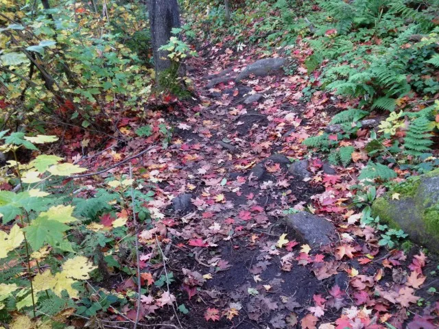 Red and Sugar Maple leaves cover the trail