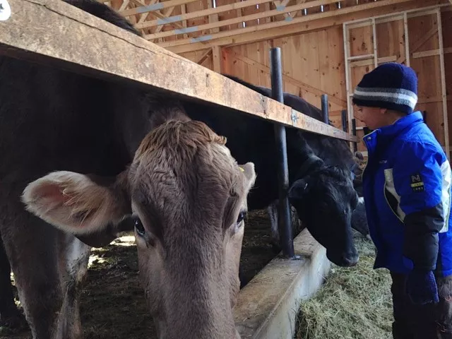 Cows heads are pretty dang big!