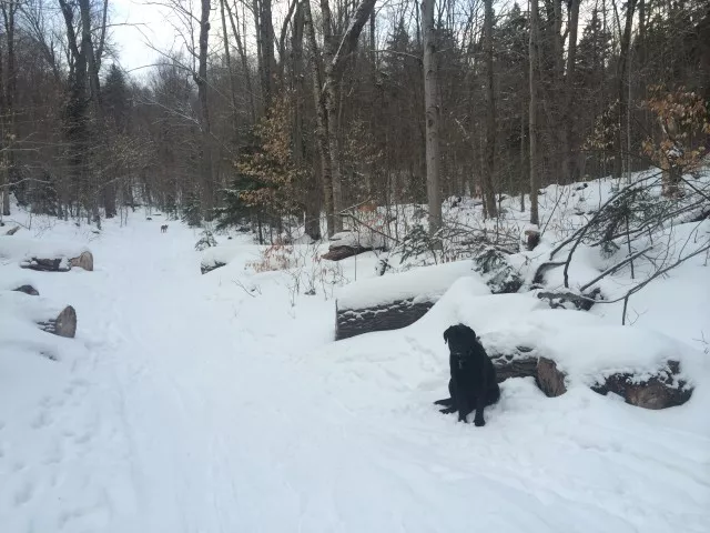 dogs on whiteface landing trail