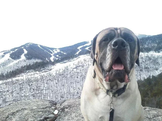 Whiteface Mountain with man's best friend