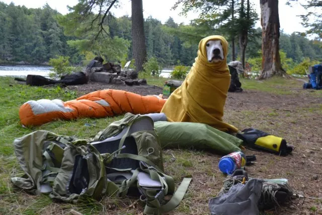 Dog Camping