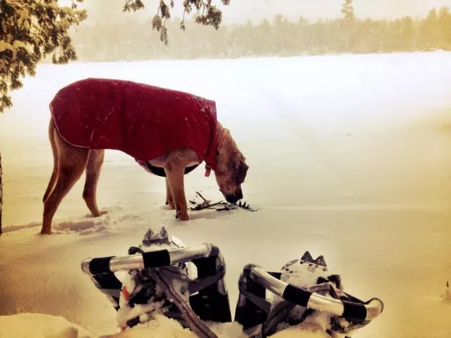 Snowshoe with dog