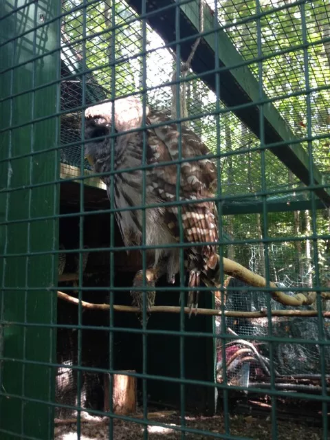 Poor barred owl - he's blind in one eye and has a broken wing