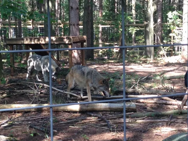 The old and the young - Cree and Kiska