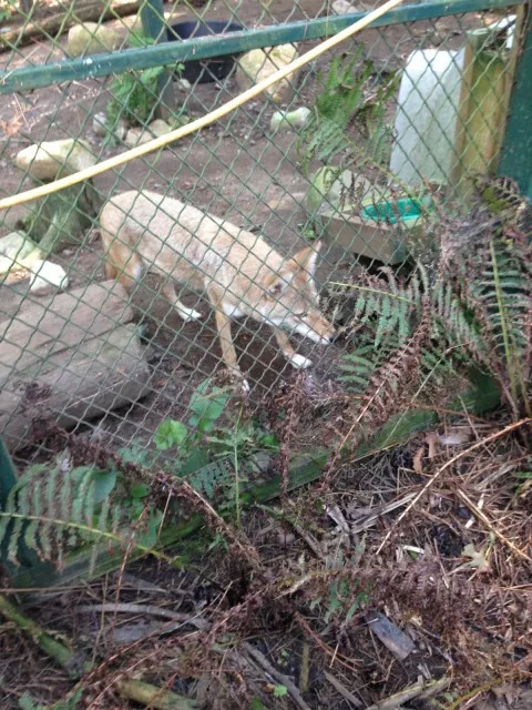 Meet Dakota the Western coyote