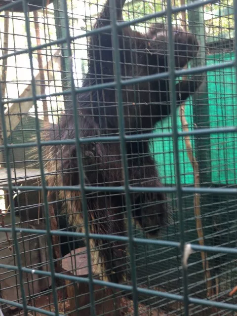 Porcupine enjoying all the attention