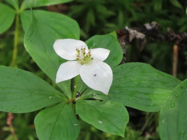 Bunchberry at Silver Lake Bog, photo by Joan Collins