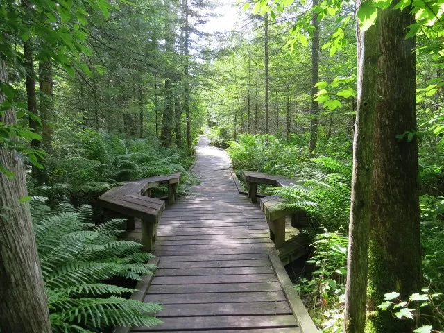 Benches along the boardwalk trail at Silver Lake Bog, photo by Joan Collins
