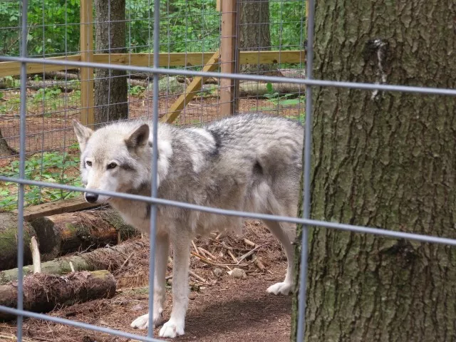 A wolf at the Adirondack Wildlife Refuge and Rehabilitation Center, photo by Joan Collins