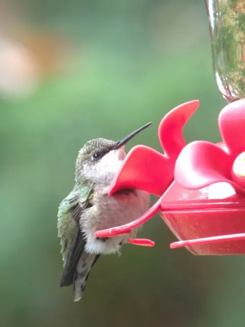 Female ruby-throated hummingbird, photo by Joan Collins
