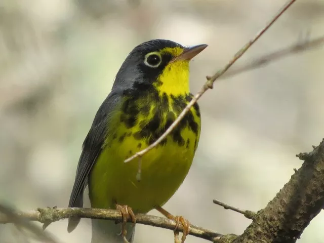 Canada warbler by Joan Collins