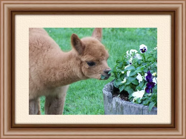 Actual alpaca baby from Jay Mountain Alpacas. But you must "squee" from a distance.