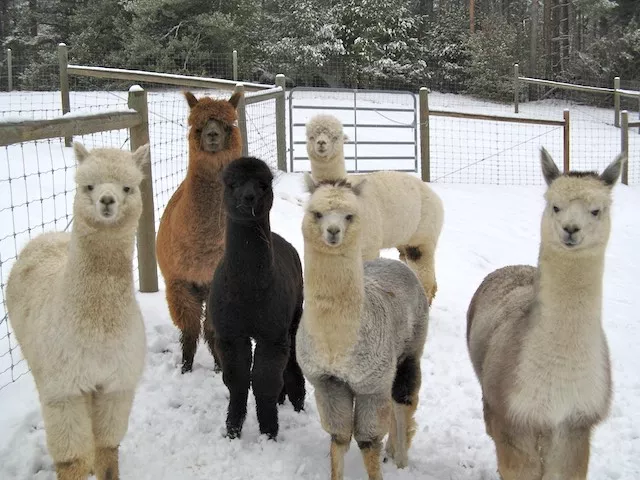 Jay Mountain alpacas say "You are welcome!"
