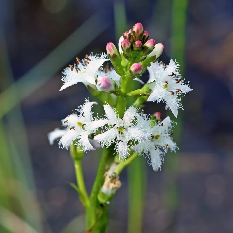 Bogbean, in the midst of bursting into their snowy delicacy. (Photo courtesy ThePondGuy.com)