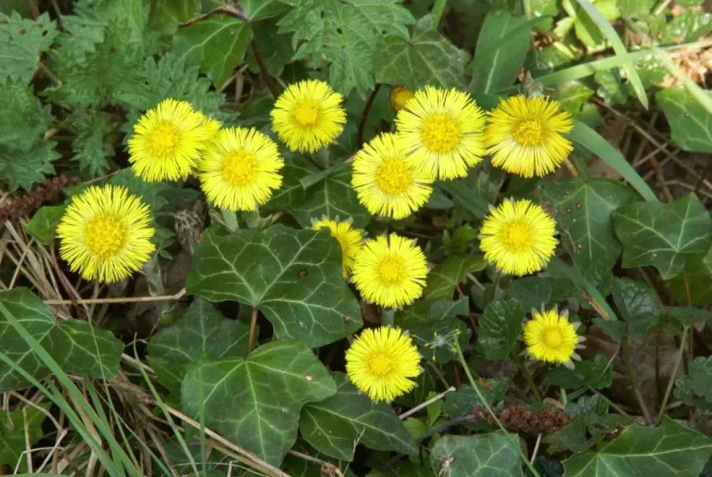 Coltsfoot, a very early bloomer, and a welcome touch of ground level sunshine.