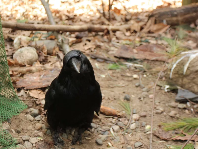 Getting eye to eye with a raven.