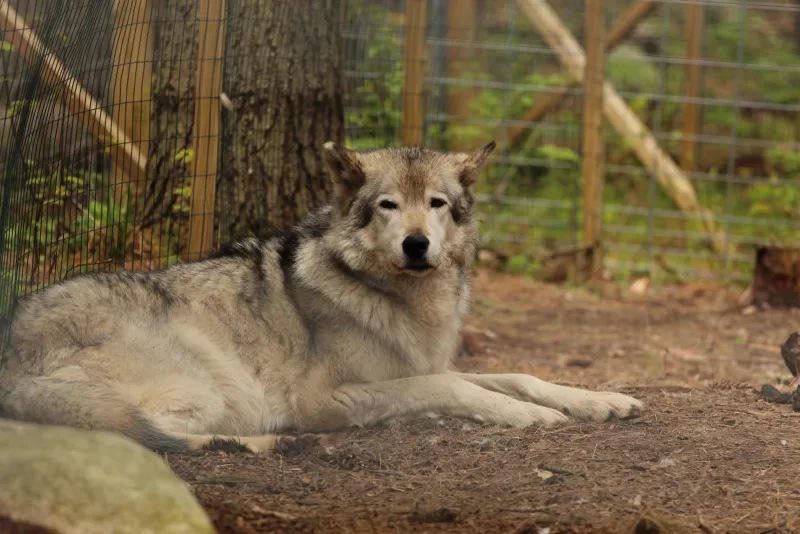 When was the last time you were gazed at by a wolf?