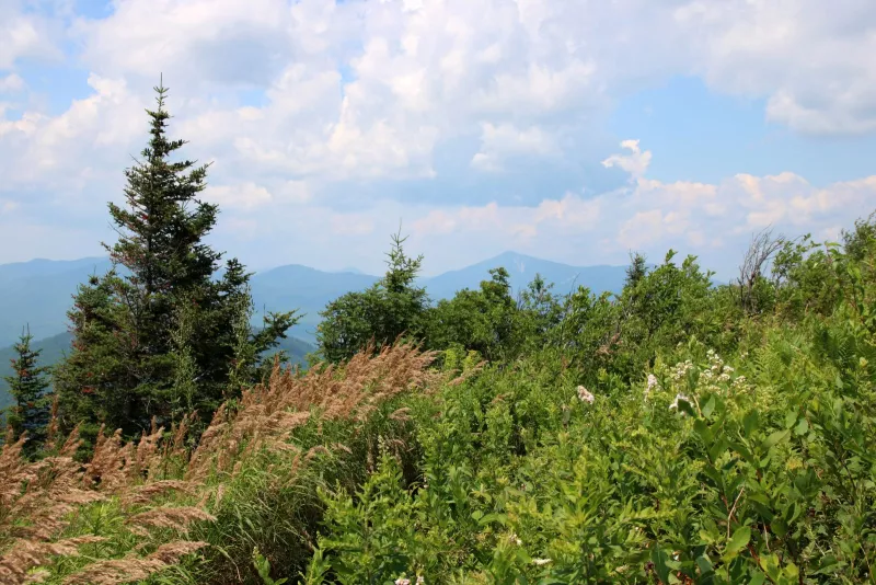 A high elevation meadow is a fantastic place to spend an afternoon.