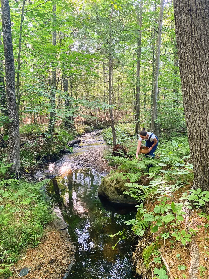 Artist Ali Haas forages for plants to use along the brook located on the property of her Wilmington, NY home. Photo by Alison Haas.