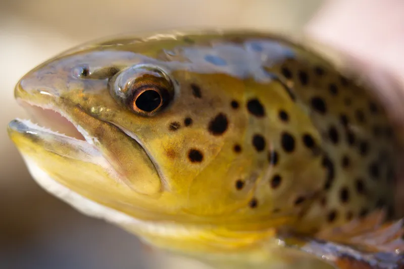 A close-up portrait of a brown trout.