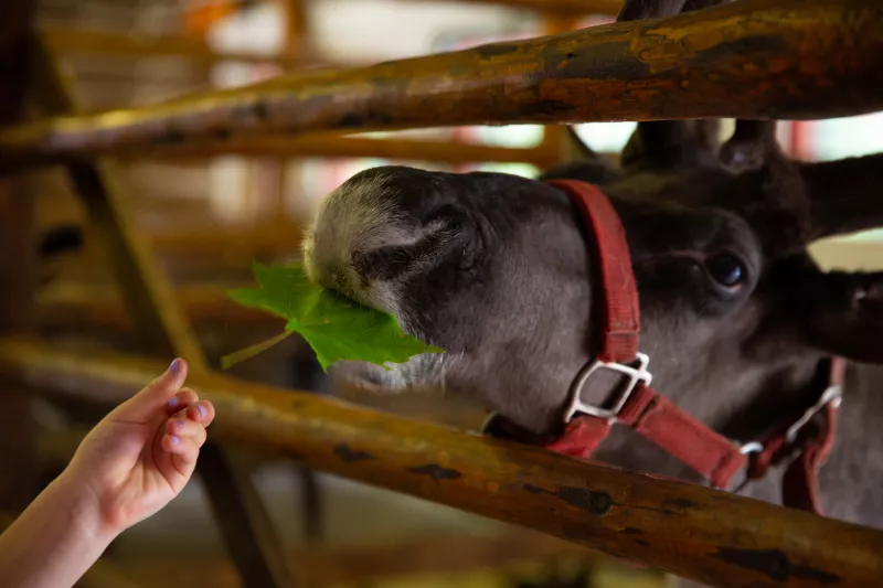 Close-up of a child feeding a leaf to a fuzzy reindeer.