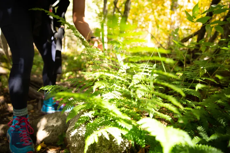 A green fern glows in the sunlight as a hiker passes by.