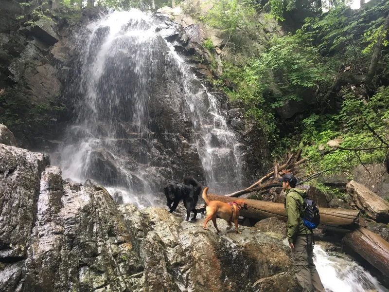 Two dogs and their owner stand in front of a fan-like waterfall