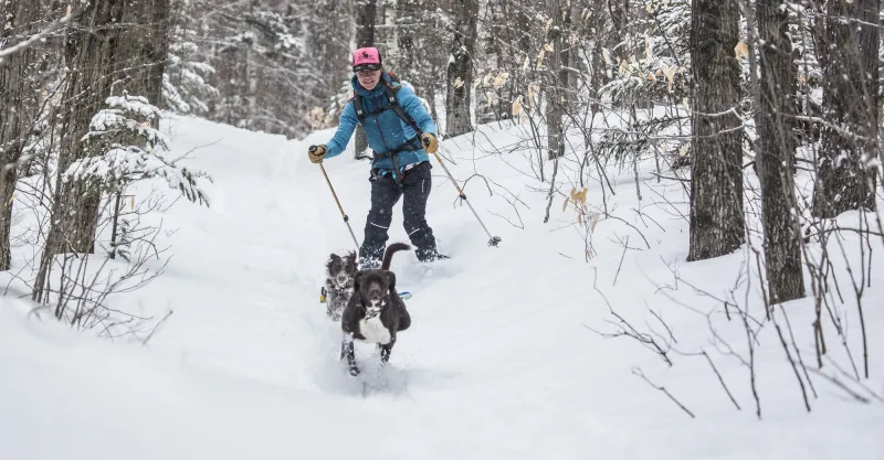 A woman skis with her dogs in the snow