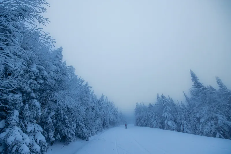 A skier goes into a misty landscape surrounded by evergreen trees