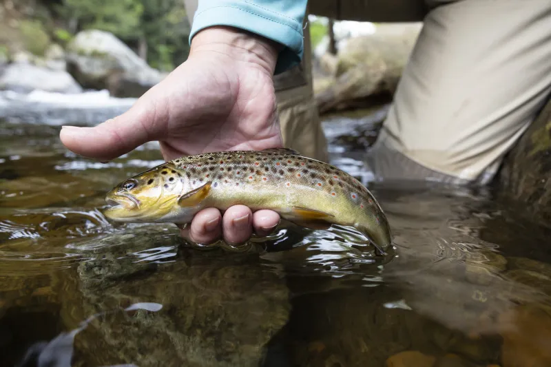An adult's hand gently cradles a freshly caught trout just above the surface of a river.