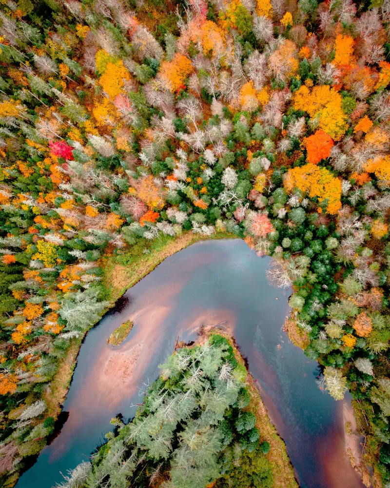 An aerial view looking directly down at a winding river and forests covered in colorful fall foliage.