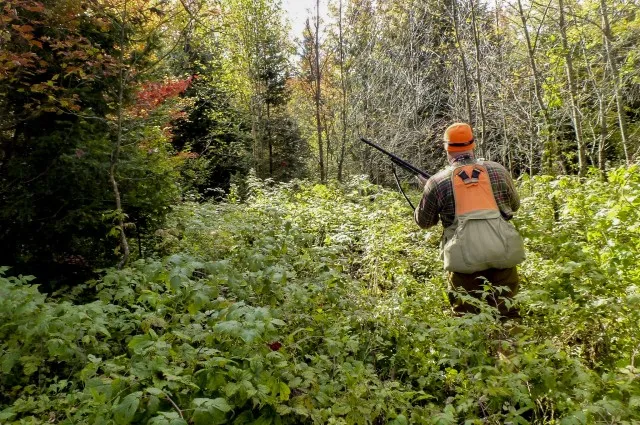 A hunter walks through the woods