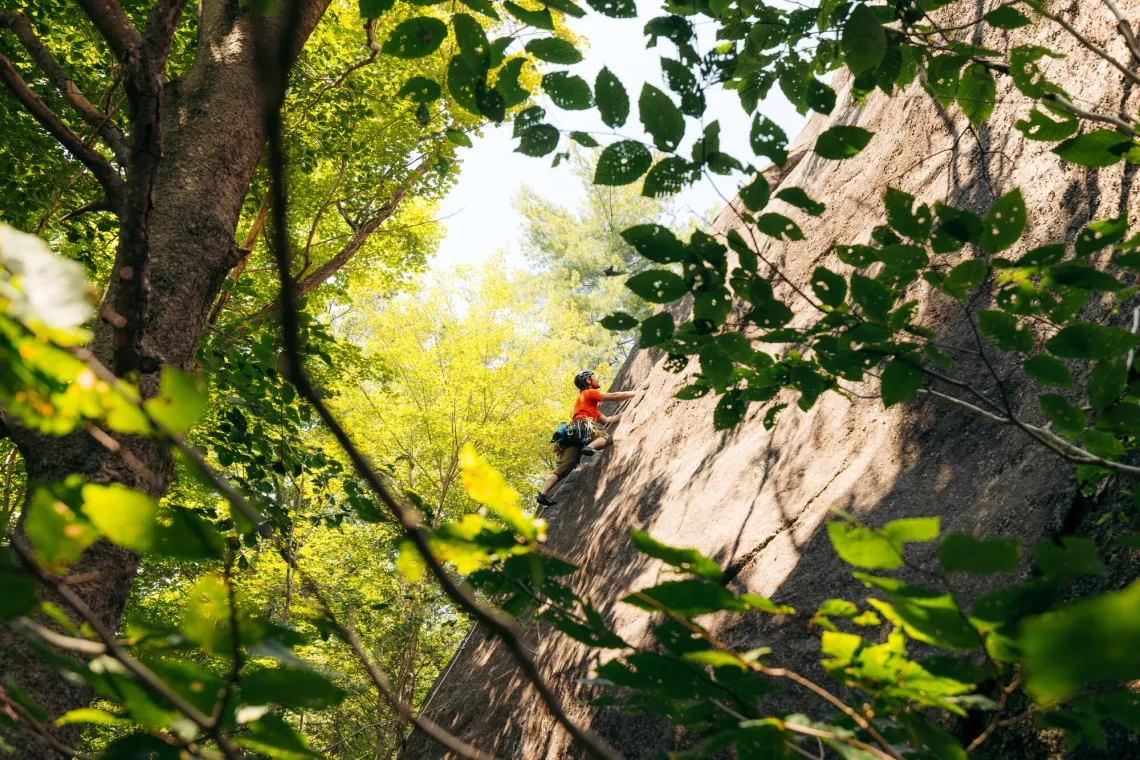 Rock climber can be seen climbing on wall through tree leaves