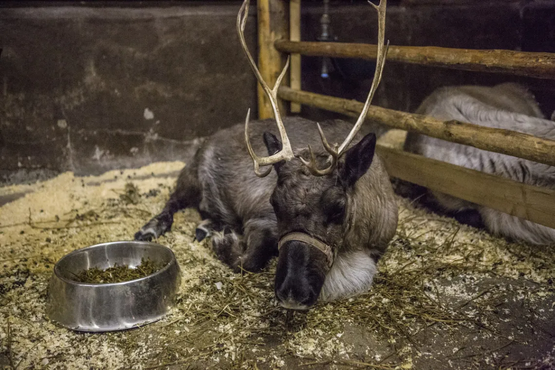 Here's where the reindeer take it easy during the summer.