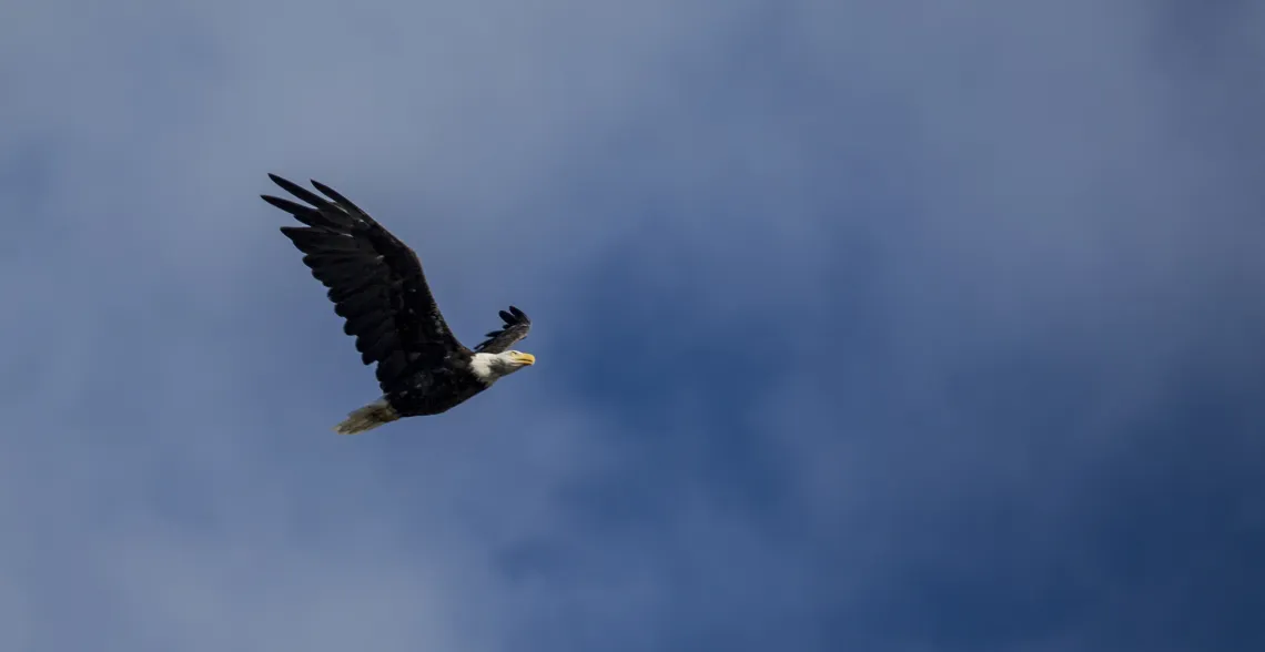 A bald eagle with dark body and white head soars in front of a bright blue sky.