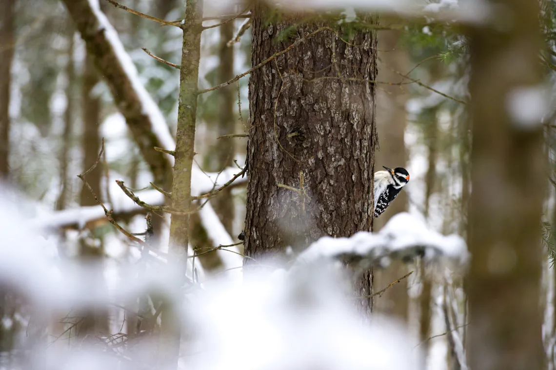 A woodpecker perches on the trunk of a tree in winter.